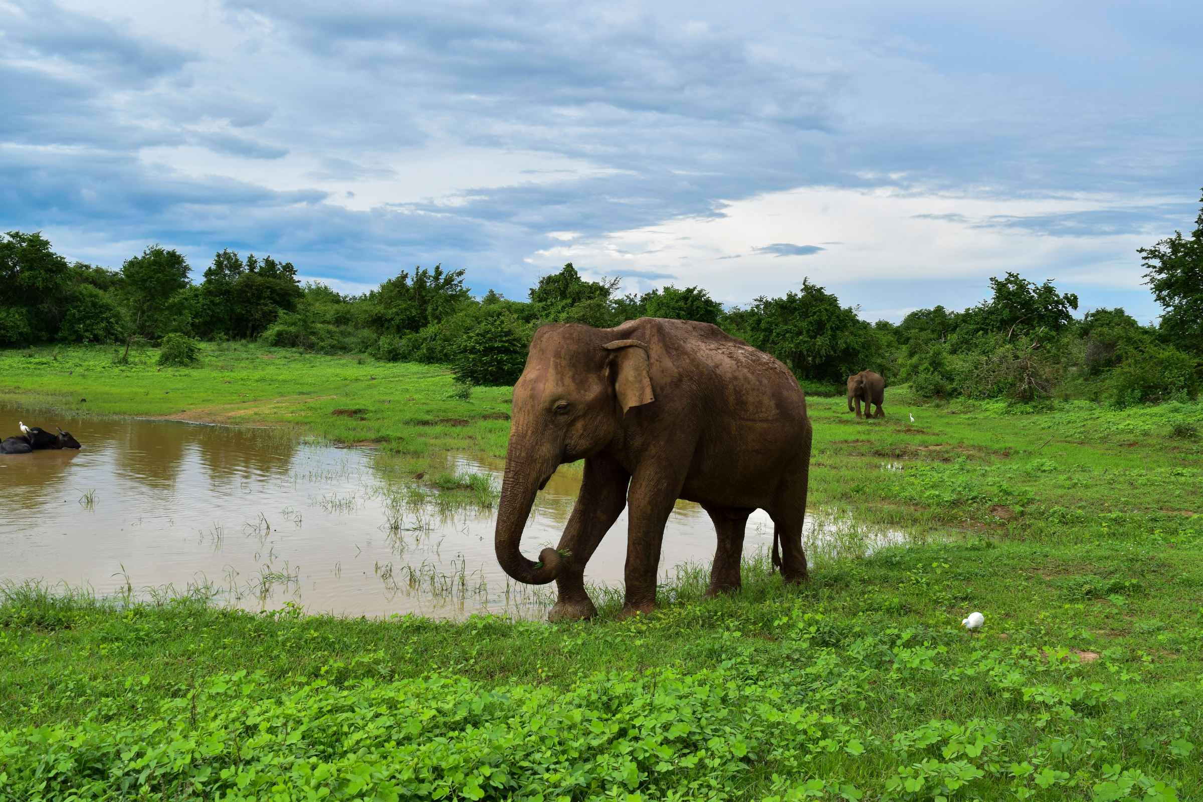 udawalawe national park (2).webp